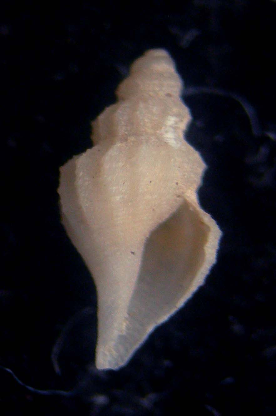 mangelia nuperrima